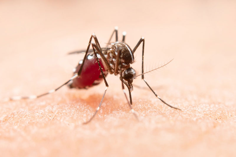 KHUYẾN CÁO PHÒNG CHỐNG BỆNH CHIKUNGUNYA